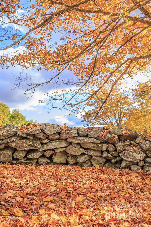 Fall Photograph - New England Stone Wall with Fall Foliage by Edward Fielding