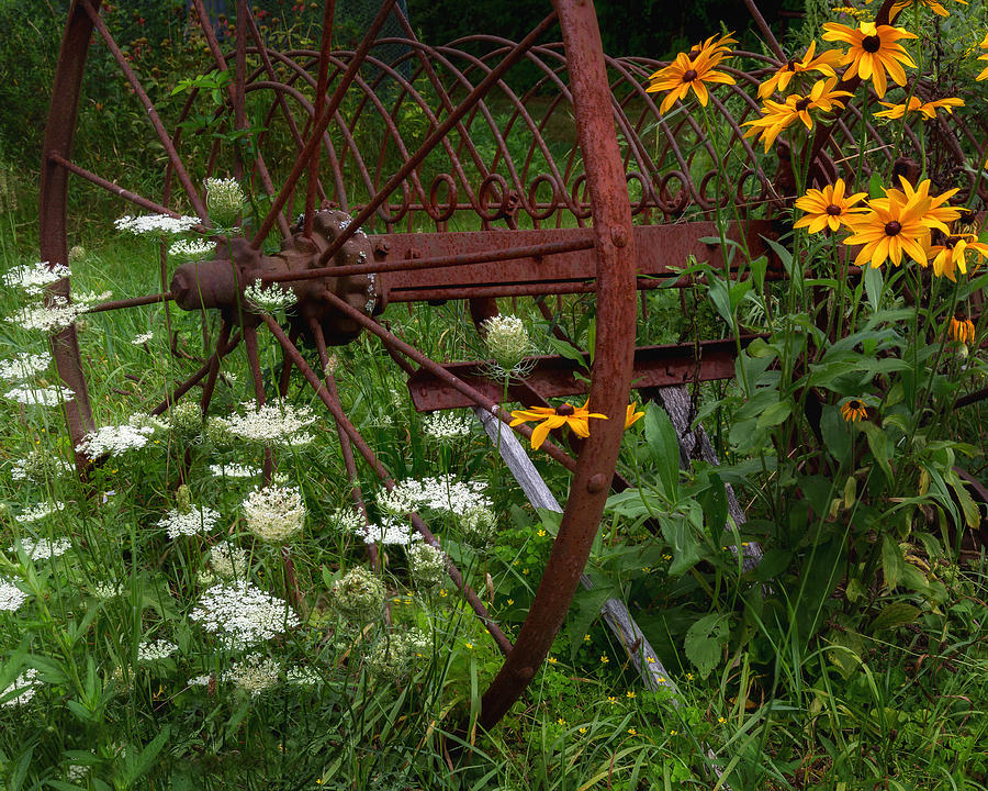 Daisy Photograph - New England Summer Wild Flowers by Bill Wakeley
