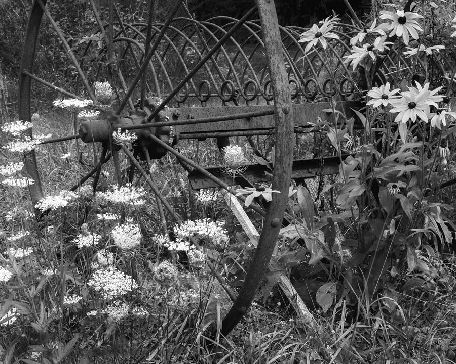 New England Summer Wild Flowers bw Photograph by Bill Wakeley
