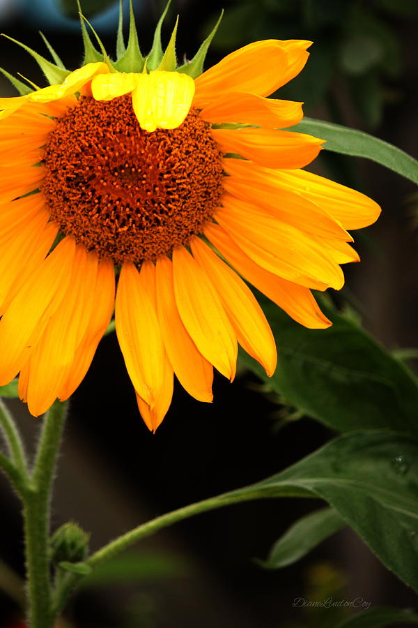 New England Sunflower Photograph by Diane Lindon Coy