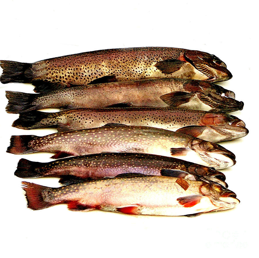 New England Trout Photograph by Barbara S Nickerson