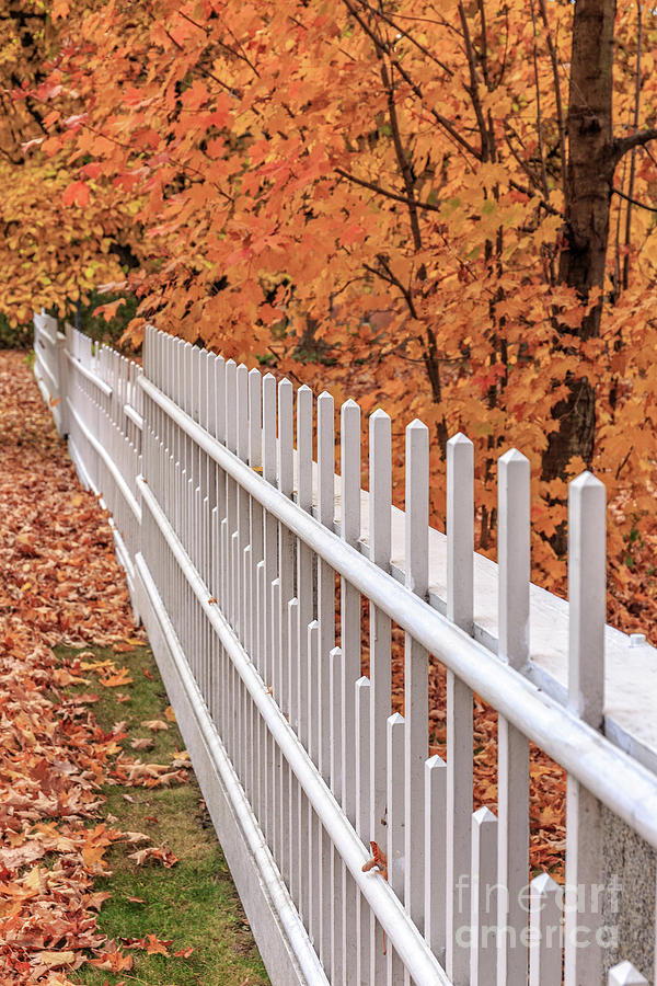 Fall Photograph - New England White Picket Fence with fall foliage by Edward Fielding