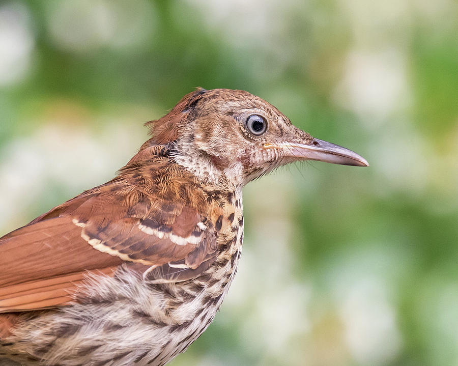 New Feathers, Juvenile Brown Thrasher, Toxostoma rufum Photograph by Christy Cox