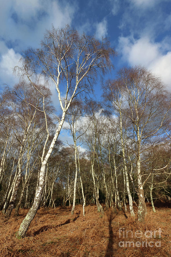 New Forest Birch Trees England Photograph by Julia Gavin