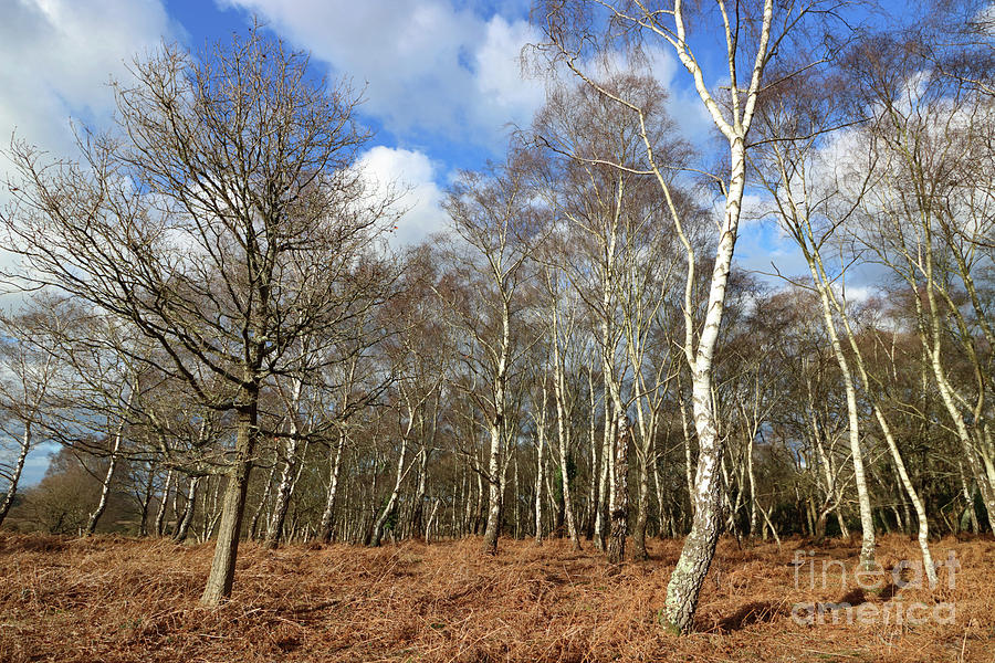New Forest Birch Trees England, UK Photograph by Julia Gavin