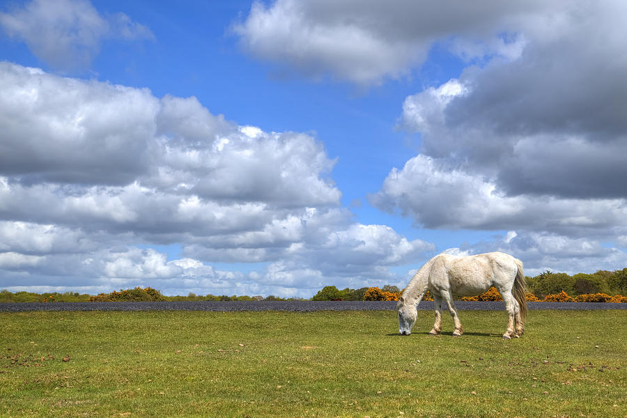Horse Photograph - New Forest - Hampshire - UK by Joana Kruse
