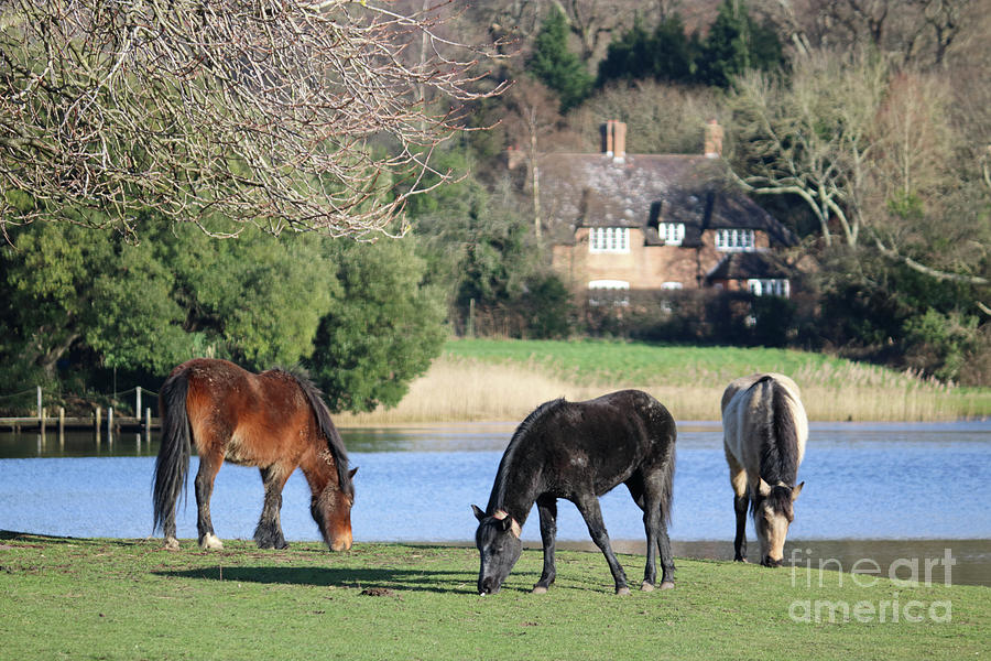 New Forest Ponies at Bealieau Hampshire England UK Photograph by Julia Gavin