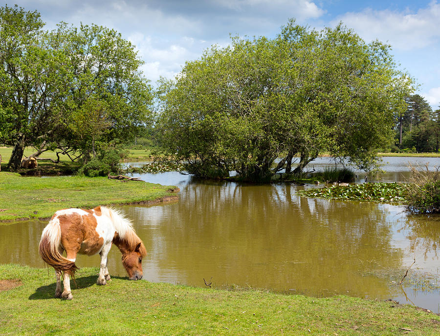 New Forest pony by a lake on a sunny summer day in Hampshire England UK ...