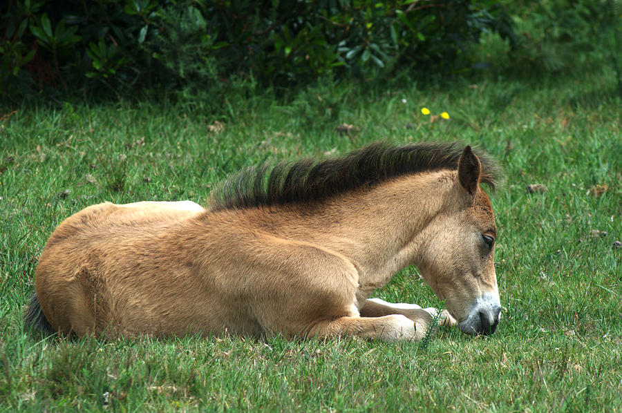 New Forest Pony Photograph by Chris Day