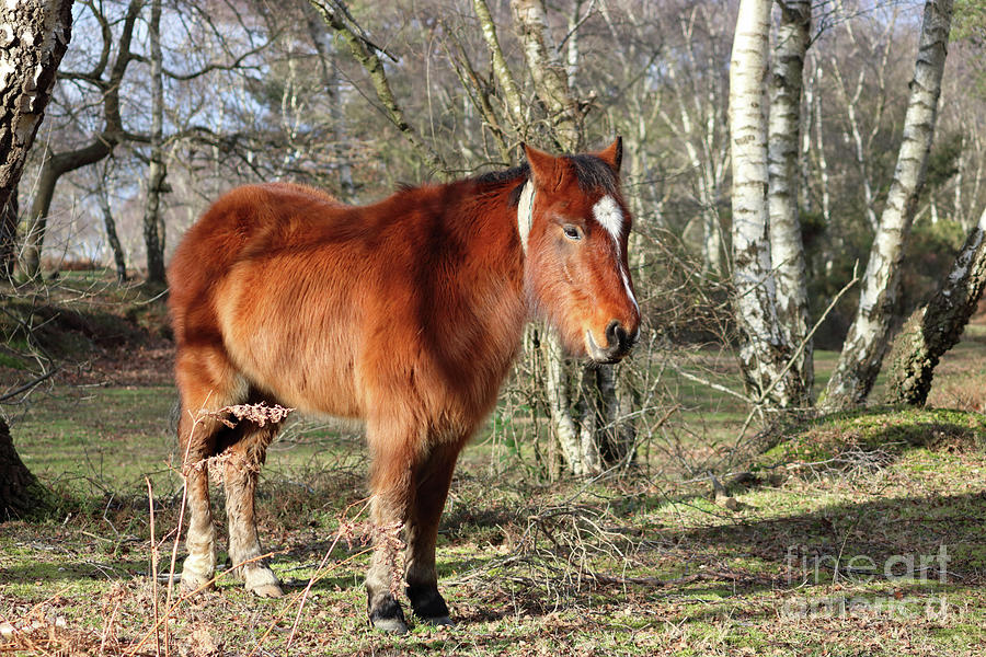 New Forest Pony Hampshire England Photograph by Julia Gavin