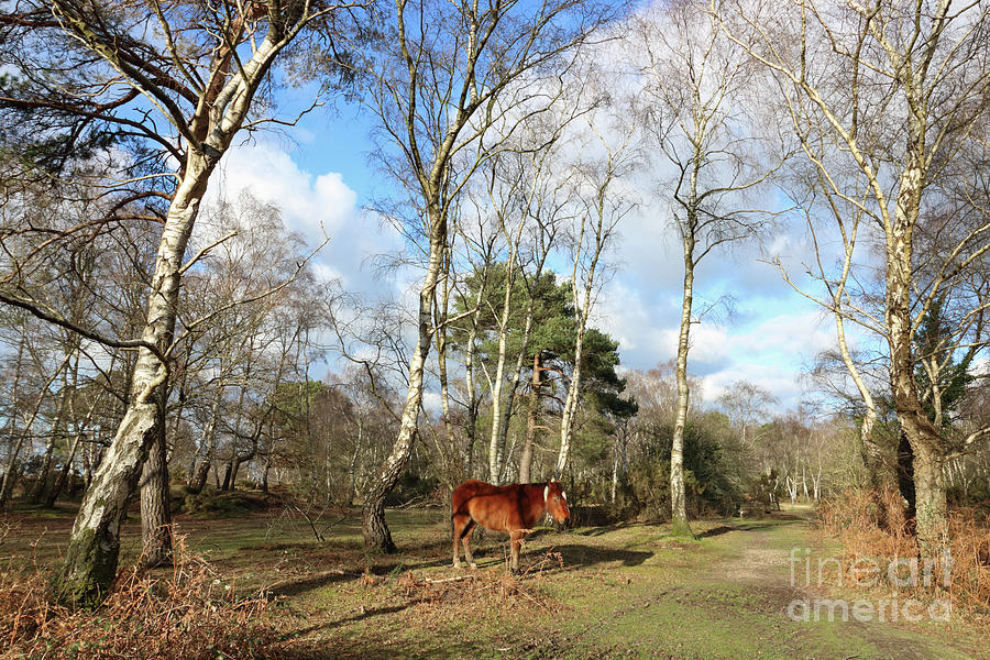 New Forest Pony Hampshire England UK Photograph by Julia Gavin