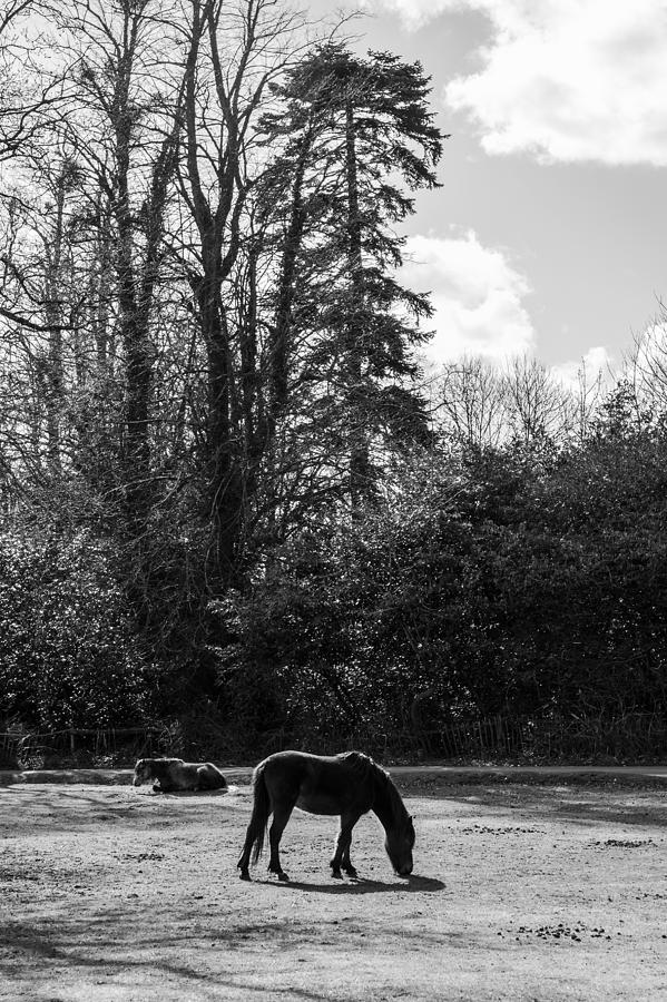New Forest Silhouette Photograph by Hazy Apple