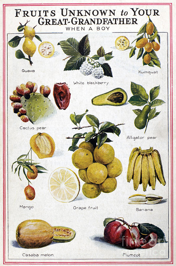 NEW FRUITS, c1950s Photograph by Granger