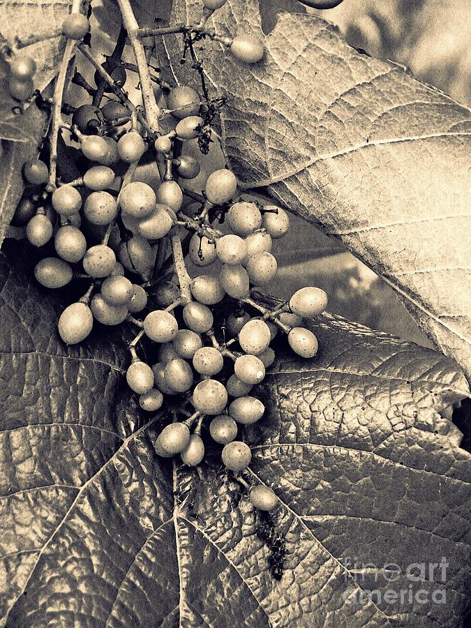New Grapes Sepia Photograph by Sarah Loft