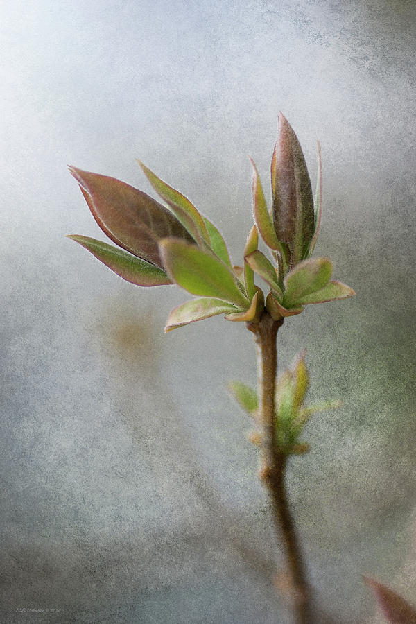 New Growth 2 Photograph by WB Johnston