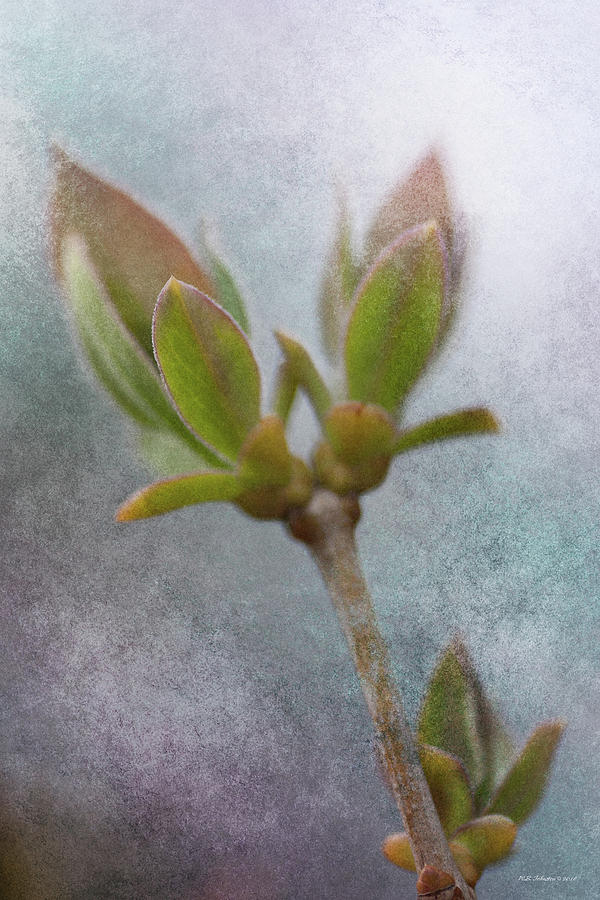 New Growth 4 Photograph by WB Johnston