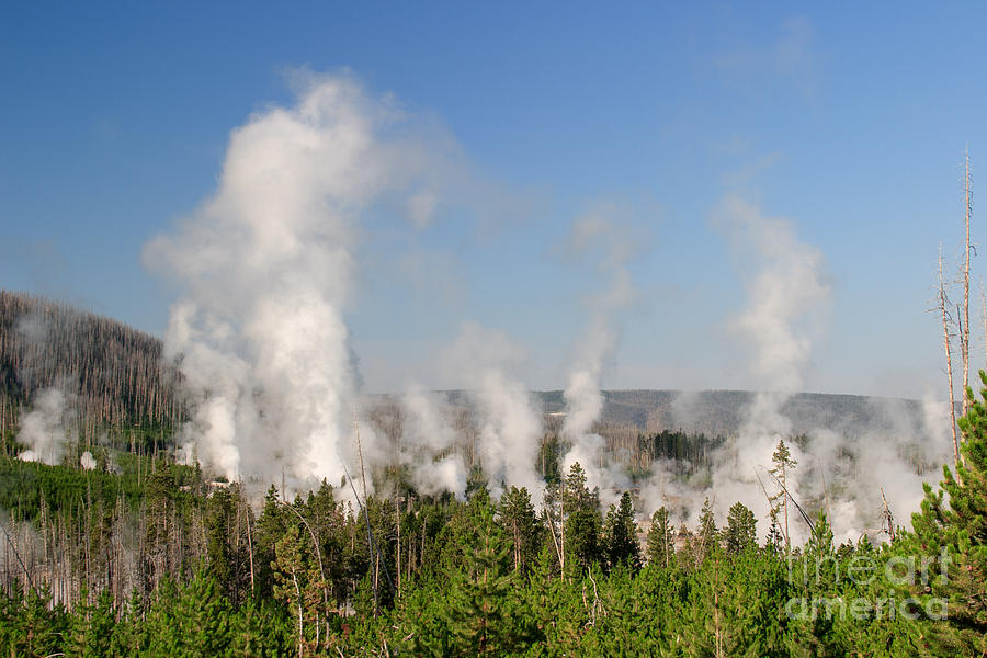 Yellowstone National Park Photograph - New Growth and Steam -- Norris Basin by Charles Kozierok