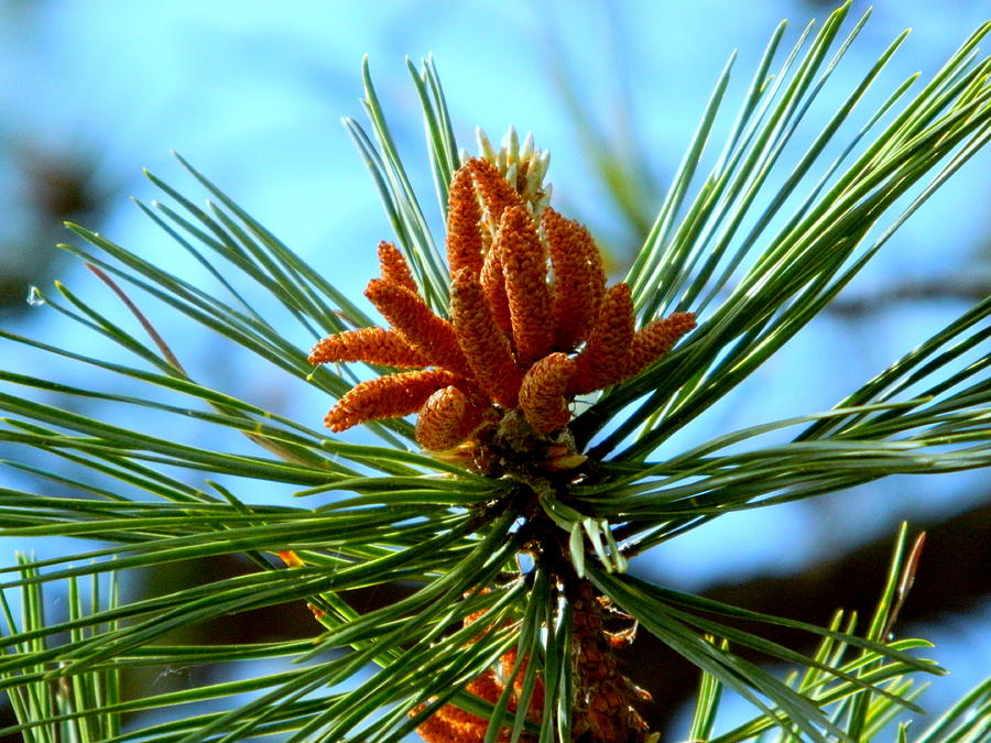 New Growth Photograph by Arlane Crump - Fine Art America