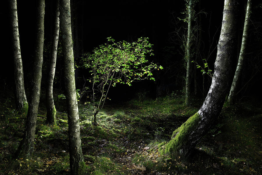 New growth - Birch sapling Photograph by Dirk Ercken