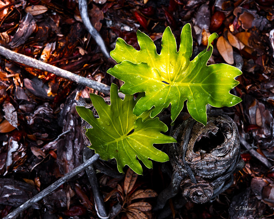 New Growth Photograph by Christopher Holmes