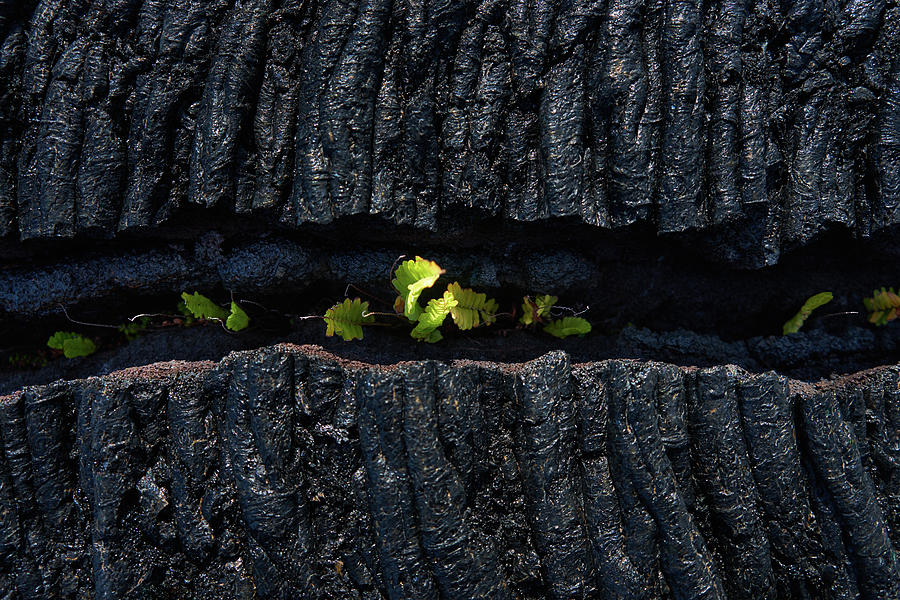 New Growth Photograph by Christopher Johnson