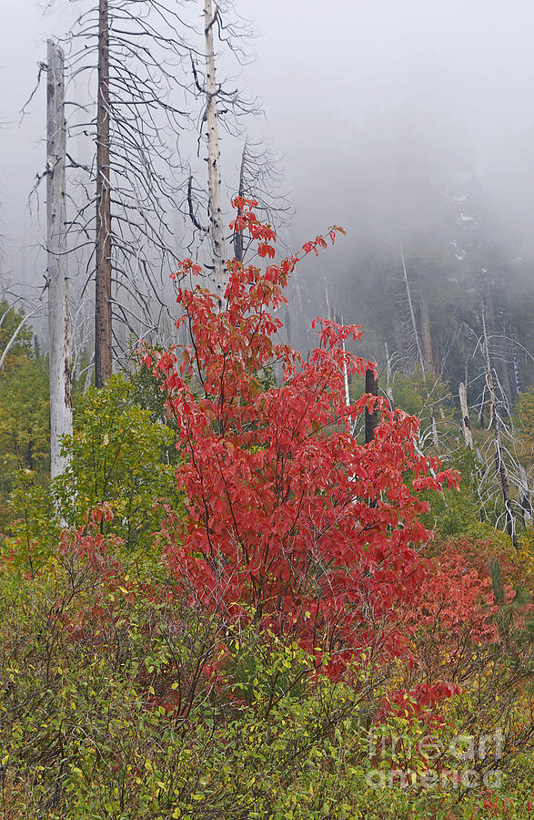 Yosemite National Park Photograph - New growth in fire-damaged forest by Nancy Hoyt Belcher