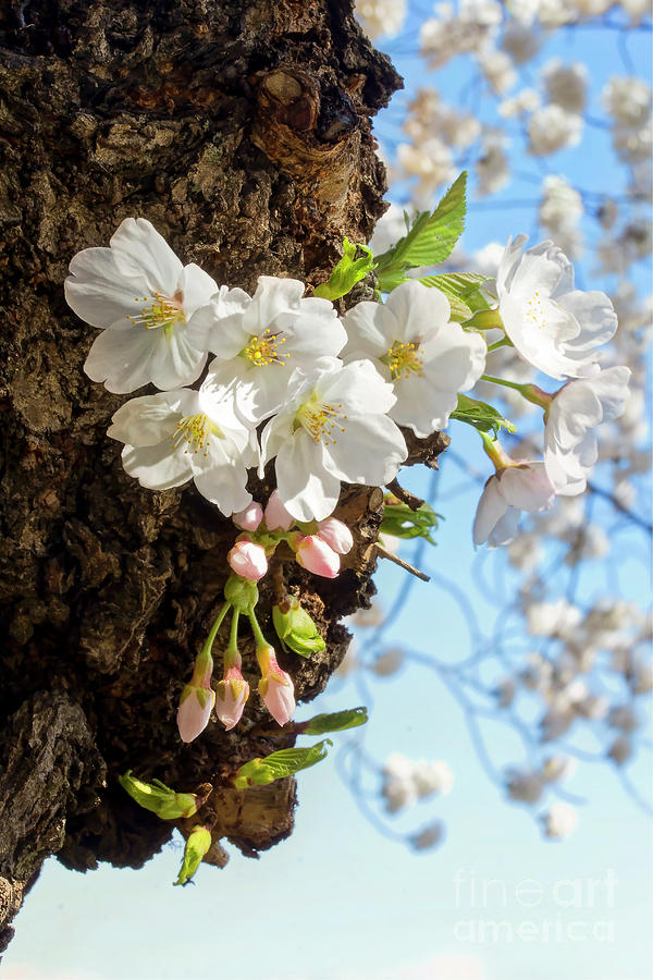 New Growth Photograph By Karen Jorstad Pixels