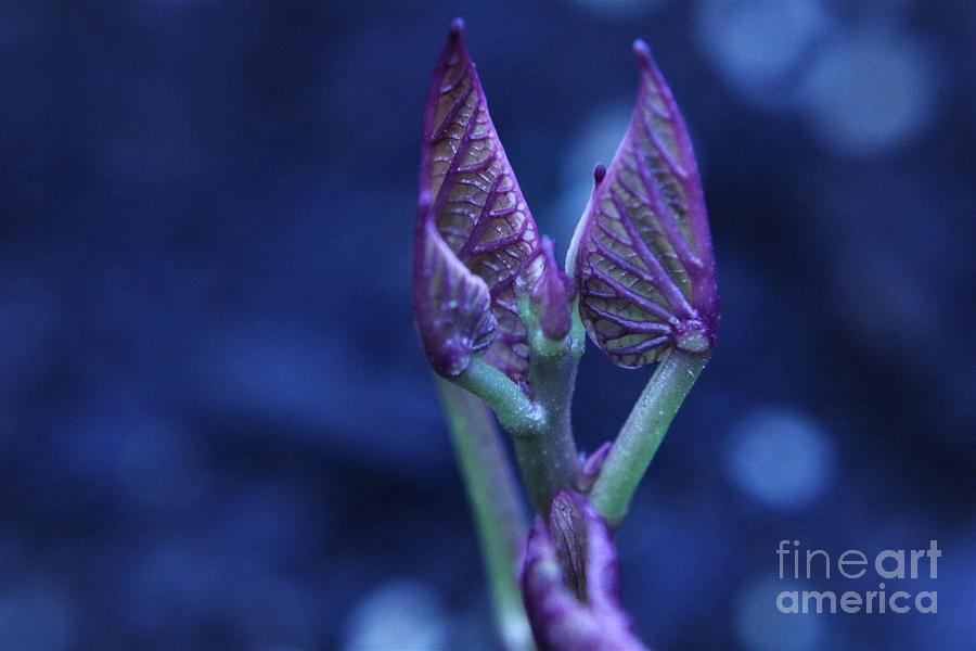 New Growth Of A Sweet Potato Plant Photograph