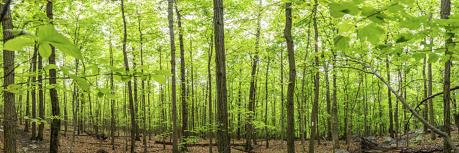 New Growth on The Appalachian Trail Panorama Photograph by Kelly VanDellen