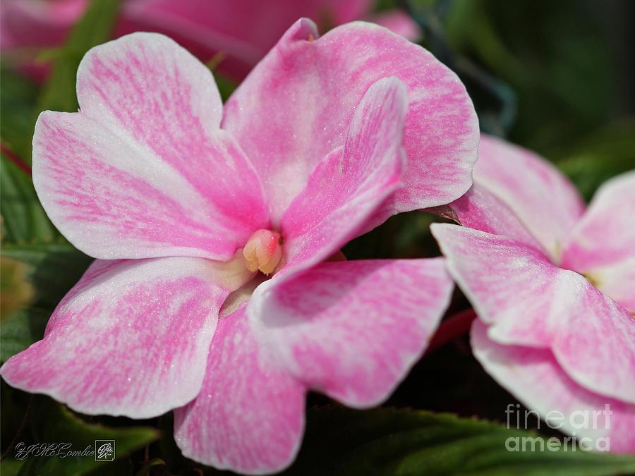 New Guinea Impatiens named Sonic Magic Pink Photograph by J McCombie