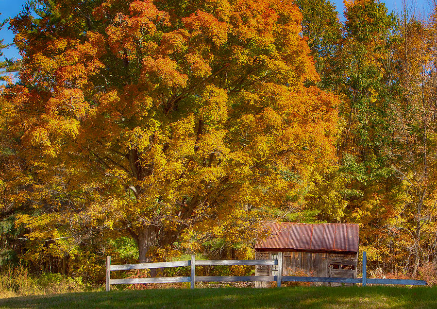 Fall Photograph - New hampshire barn under fall foliage by Jeff Folger