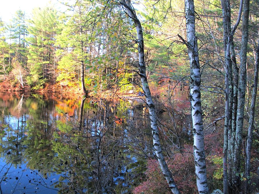 New Hampshire Birch Trees Photograph by B Rossitto