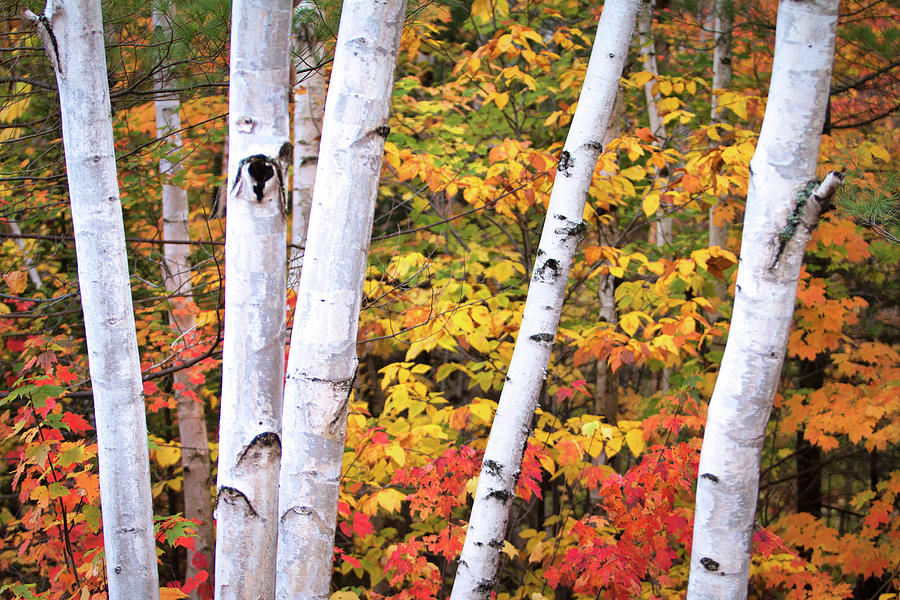New Hampshire Birch Trees Photograph by Eric Gendron
