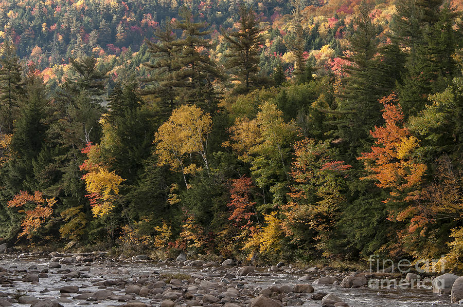 New Hampshire Color along the Swift River Photograph by Bob Phillips