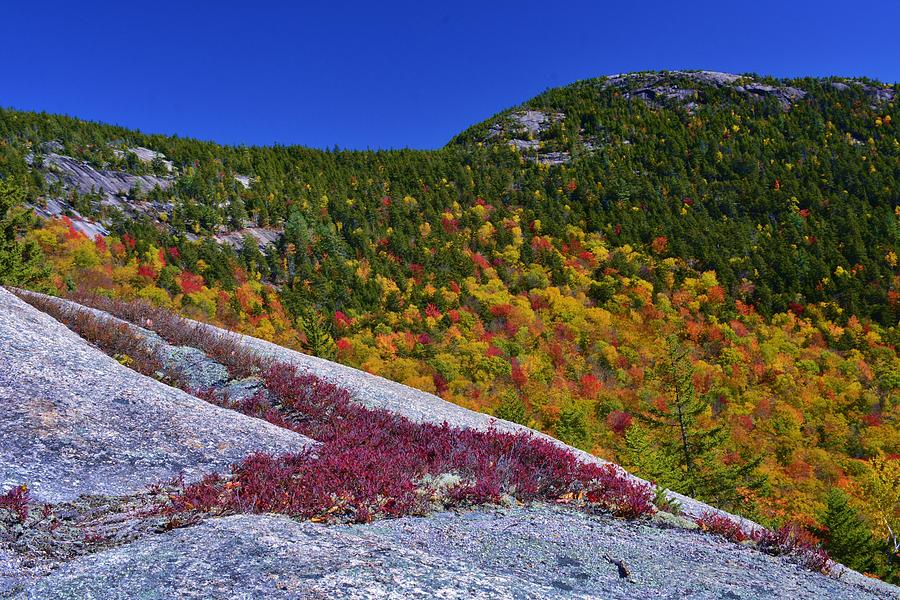 New Hampshire Foliage 2 Photograph by Michael Dyer Fine Art America