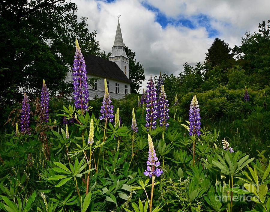 New Hampshire Lupines Photograph by Steve Brown