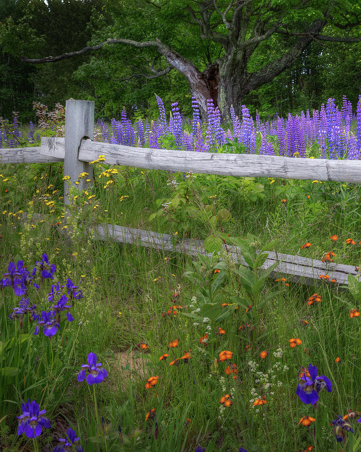 New Hampshire Wildflowers Photograph by Bill Wakeley