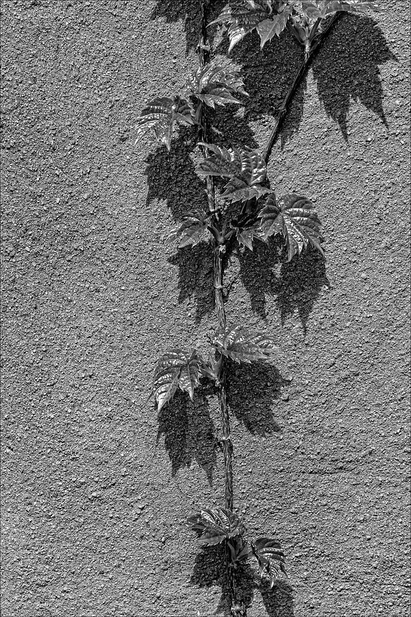Black And White Photograph - New Ivy by Robert Ullmann