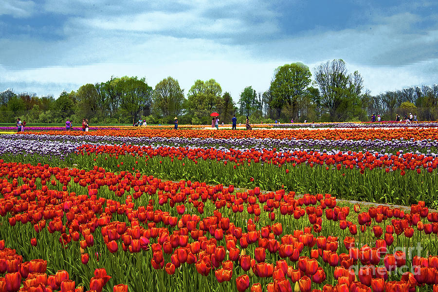 New Jersey Tulip Festival Landscape Photograph by Regina Geoghan Pixels