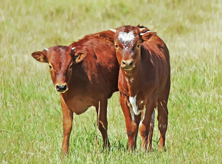New Kids on the Block Texas Longhorn Calves Photograph by Jennie Marie Schell