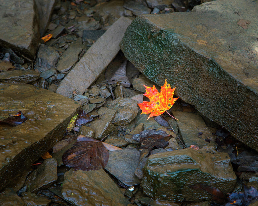 New Leaf Photograph by Alan Raasch