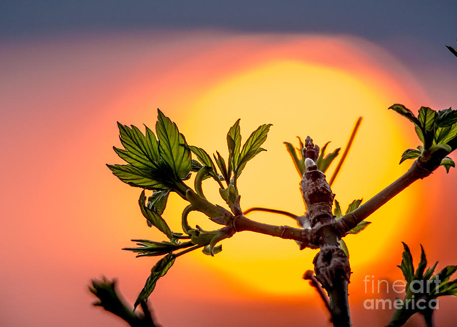 New Leaf in Sunset Photograph by Cheryl Baxter