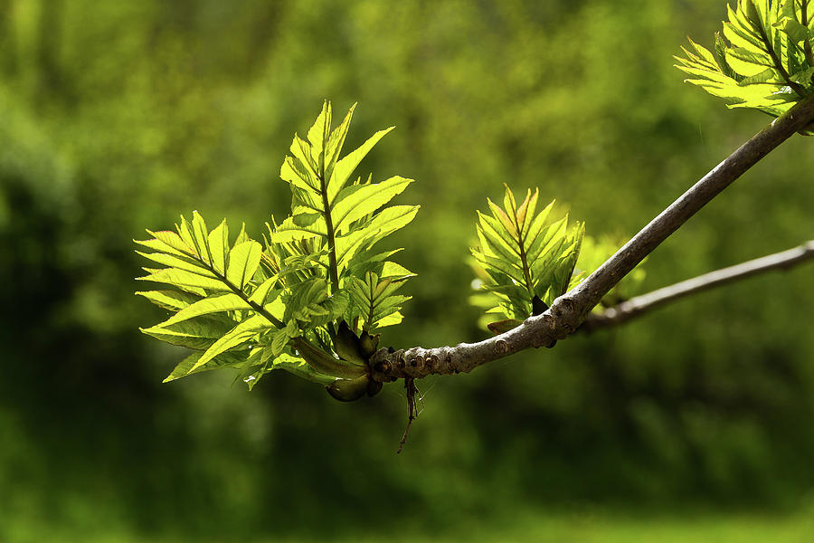 New leaves at Springtime Photograph by Paul MAURICE