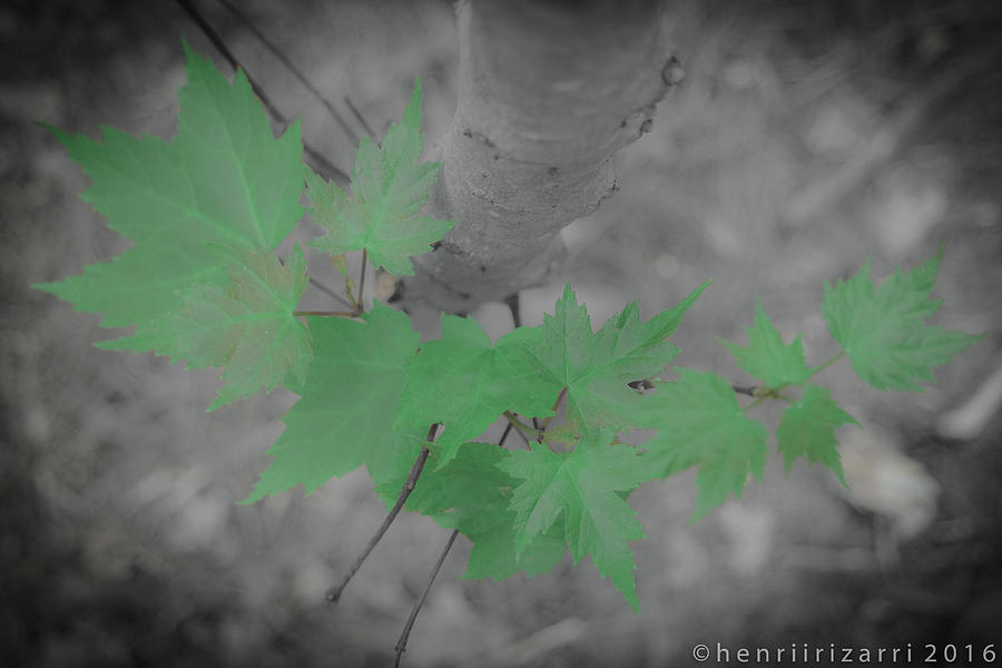New Leaves Photograph by Henri Irizarri