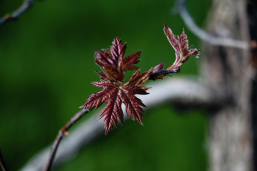 Spring Photograph - New Leaves by Jeff Severson
