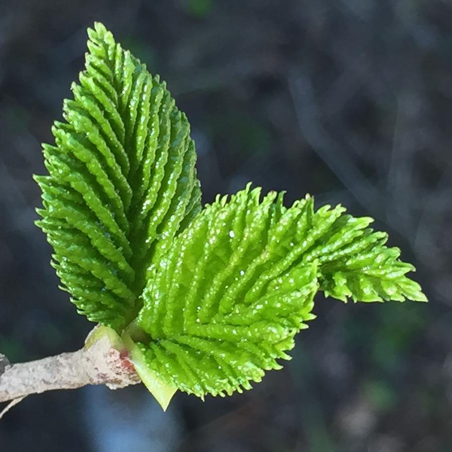 Leaf Photograph - New Leaves by Vonda Drees Leaf Photograph - New Leaves by Vonda Drees