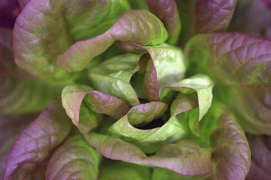 New Lettuce Photograph by Joseph Skompski