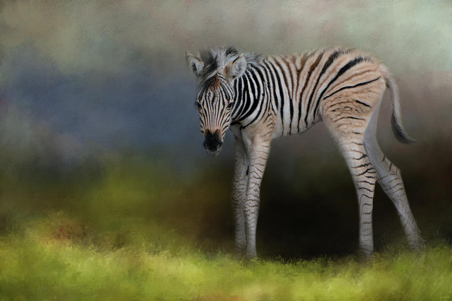 Animal Photograph - New Life 2 Baby Zebra Wildlife Art by Jai Johnson by Jai Johnson