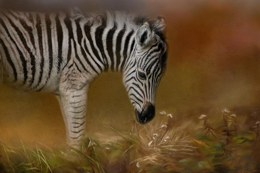 New Life Baby Zebra Wildlife Art by Jai Johnson Photograph by Jai Johnson