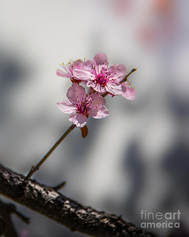 New Life Blossoming  Photograph by Michael Arend